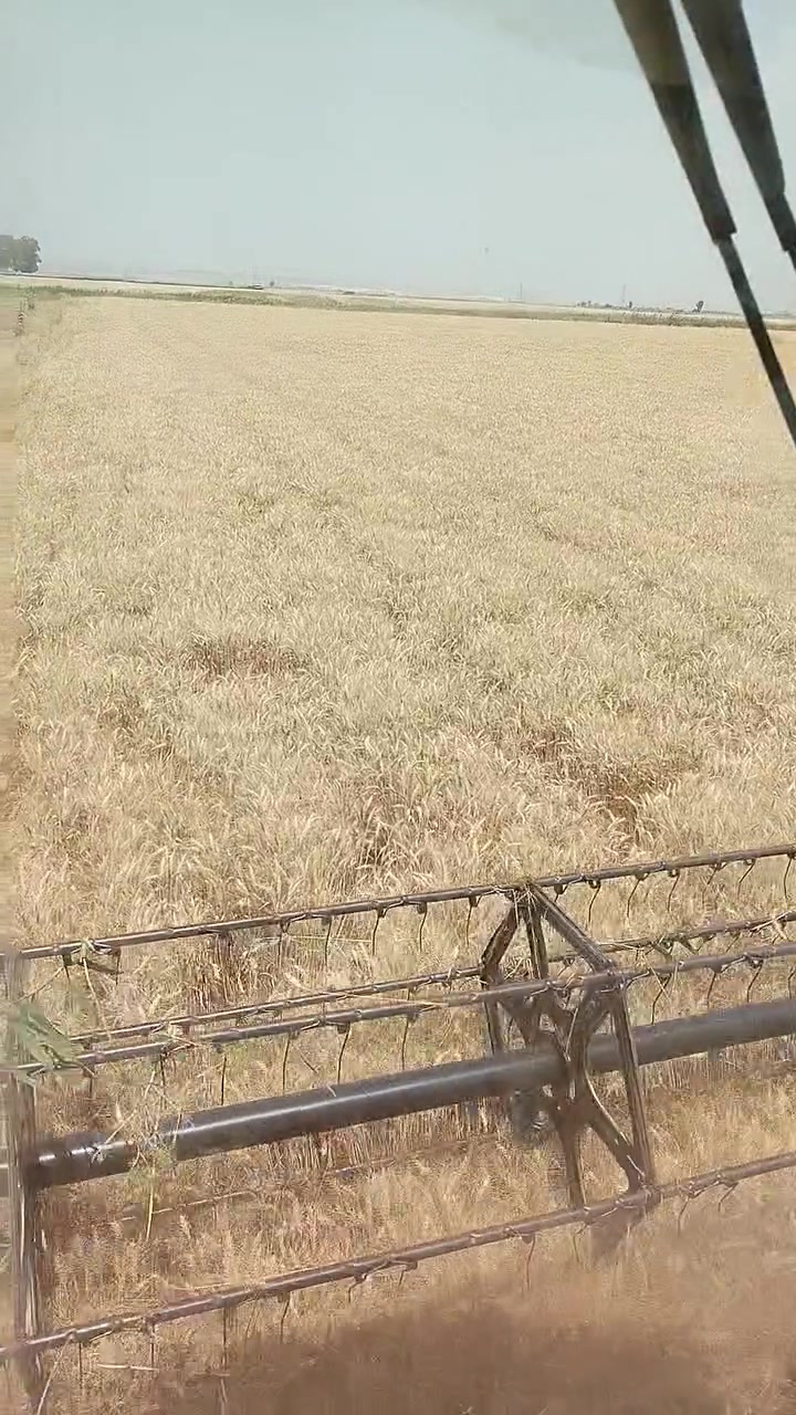 حنطه البا ايطاليه للبيع بنت الجيس شرط النظافه
سعر الطن ٦٠٠ وبي مجال مكاني كركوك قضاء الدبس ***********
