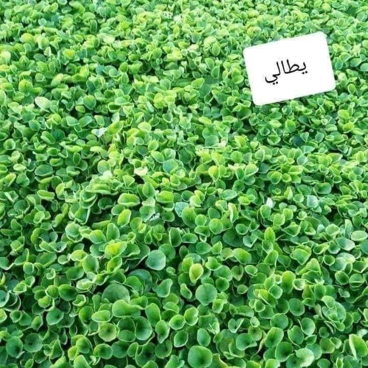 🍀متوفر كافة انواع الثيل🍀 
الثيل امريكي والهندي والايطالي والفرنسي
كادر متخصص :
لتجهيز... مشاتل🌴
والدوائر حكوميه🏦
منازل🏡 منتزهات🏄
موجود خدمة توصيل 🚕🚕
لكل محافظات العراق 
للطلب التواصل مع الصفحة او الاتصال على :؀واتساب   
***********
***********
