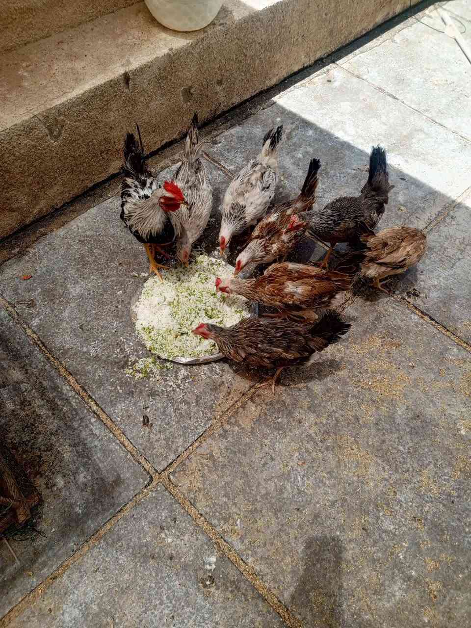 سلام عليكم عندي دجاج للبيع كاظميه الطي


**إذا كنت صاحب هذا الإعلان وتريد حذفه لأي سبب، رجاءا أرسل رسالة إلى الدعم الفني**