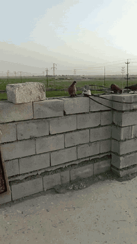 متاح 7زواج حمر للبيع شلع الزوج ب12مكاني العلم قرب الساليلو


**إذا كنت صاحب هذا الإعلان وتريد حذفه لأي سبب، رجاءا أرسل رسالة إلى الدعم الفني**