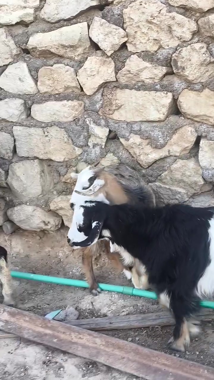 بسم الله وصلاه ع نبي محمد وآل محمد 🌺
متاح عنز فاخره درجه اولئ فول عنز كامله مواصفات خشانه فول وره توم جدي وصخله 
ب ٤٥٠ مكاني حديثه شيخ حديد يوجد توصيل حسب الاتفاق لشراي يتصل ويدلل 
***********
