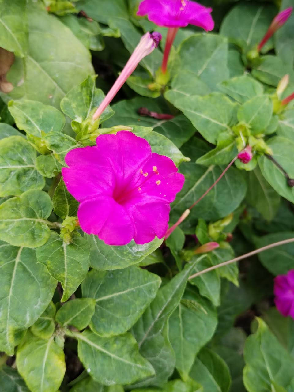 متاح لدينا بذورها بذور نبات ورد المساء الوان عطري دائمي سريع النمو
لطلب والحجز واتساب *********** السماوه أو مراسلة الصفحه يوجد خدمة توصيل طلبات داخل السماوه ولكافة المحافظات لباب البيت أنواع البذور الاستوائية النادره
