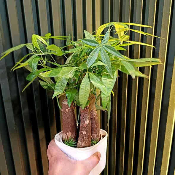 توفرت يمنا
نباتات مائية سهلة العناية
قطع تخبل 
والسعر 
9000 فقط
اراليا
باشيرا
كالاثيا
شمدورا

عدد القطع محدود 
سارع بالحجز قبل نفاء الكمية

يوجد توصيل داخل الموصل 
ولجميع محافظات العراق 

للطلب والاستفسار مراسلة 
رقم الواتس اب 
***********

#برعم
#برعم_للنباتات_المنزلية
#برعم_نباتات_مائية
#نباتات_مائية
