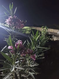 ارض زراعيه • ٢ دونم • طابو زراعي