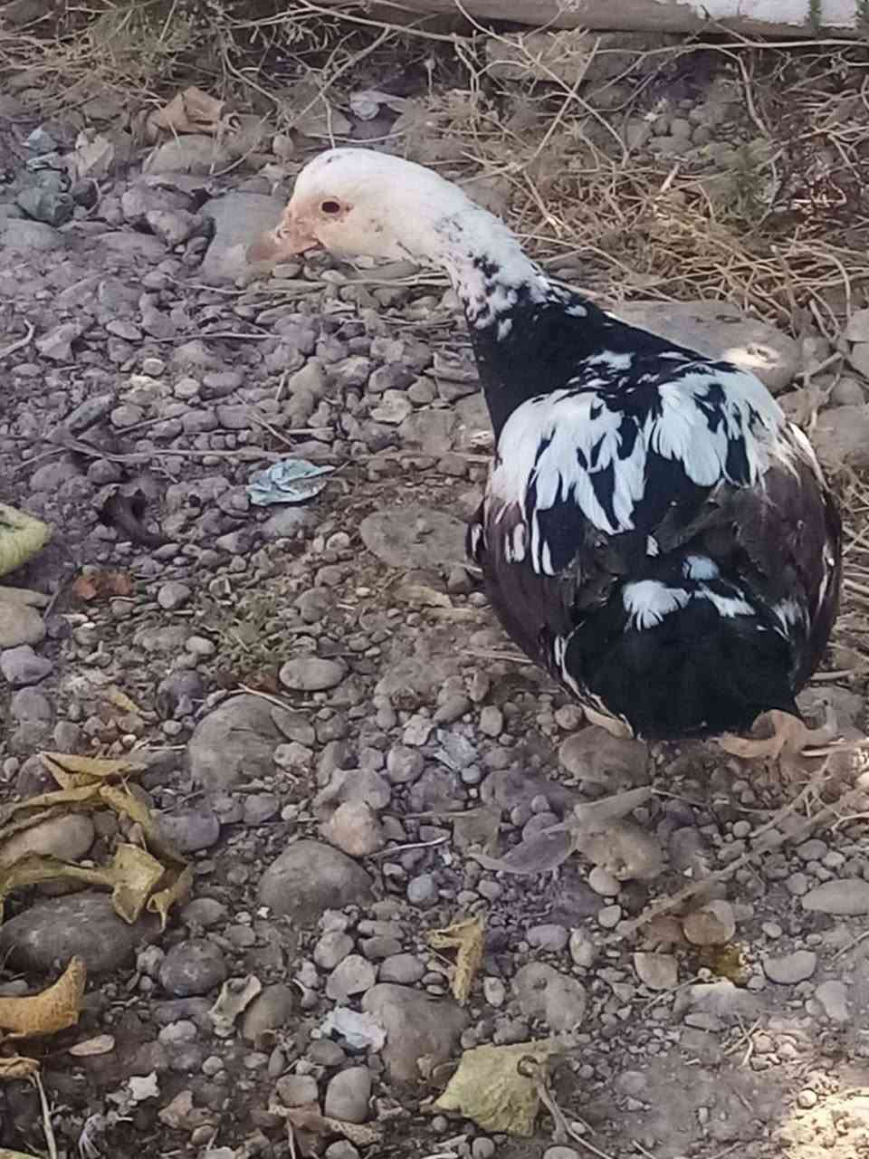 للبيع بط مصري للبيع


**إذا كنت صاحب هذا الإعلان وتريد حذفه لأي سبب، رجاءا أرسل رسالة إلى الدعم الفني**