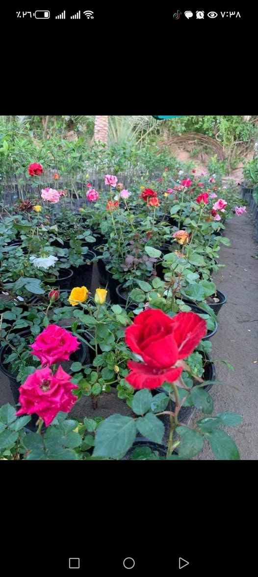 مع بداء موسم مروج الخضراء 🌹🍀🌵🌻
🌹مستعدون لترتيب   الحدائق المنزليه 🌹
🛑  ترتيب الحدائق المنزليه.م̷ـــِْن جديد
🛑تصميم النينة والاشجار جميع نباتات
🛑زراعة الثيل بكل انواعة (الايطالي والفرنسي و الهندي) 
🛑زراعة الاشجار 🌱🌿 و النخيل 🌴
🛑زراعة الورود 🌹🌺 وجميع نباتات
🛑قص الثيل وتحديدة 🍀 وترتيبها الحدايق تنضيف 
الحدقجي ياسر      ***********
