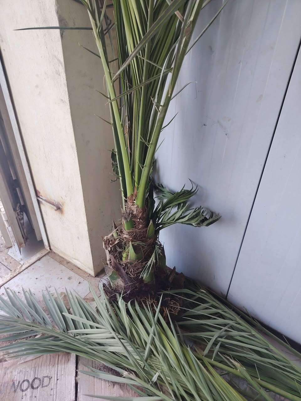 السلام عليكم عندي 10فسلان برحي حر وشرط الضمان وكل وحده بيهاا  3فسلان او4 صغار مكاني قضاء الخالص الاتصال ***********
