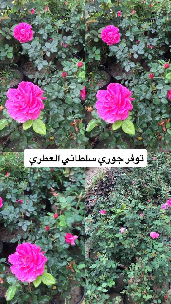 اللهم صلي وسلم على سيدنا محمد وعلى اله وصحبة وسلم تسليما.
توفر عدنا انواع مـٰن  الورود المختلفه و مبيدات والمنشطات والبتموس 🤍

العنوان : بغداد /سلمان باك / قرب جامع سعد /شارع الحدادين 🤍

سوينا لكم بيج على برنامج الإنستقرام لكي نجاوب على اسئلتكم المتنوعه 

اسم البيج : بيج مشتل ابو علي الفراجي 

يوزر البيج: l0.33.m

رابط البيج:https://www.instagram.com/l0.33.m?igsh=bGZmMGw4bTN2ODZw

مشتل ابو علي الفراجي يرحب بالجميع 🤍


**إذا كنت صاحب هذا الإعلان وتريد حذفه لأي سبب، رجاءا أرسل رسالة إلى الدعم الفني**