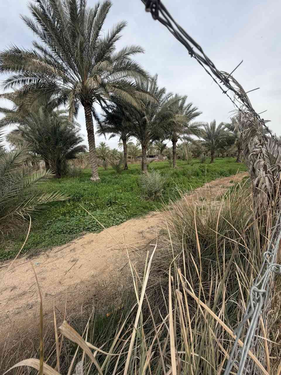 السلام عليكم4دونم مزرعة  البيع في بغداد الراشدية تبعد عن شارع عام كيلو سندد 25 (ماي سكي ماي ساله تبليط المعرفه تفاصيل كاملة تصال ع الرقم ***********
