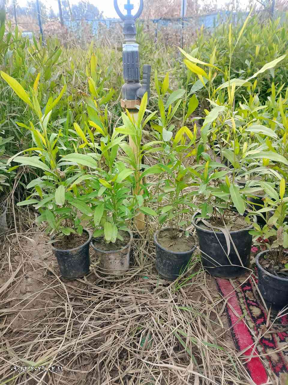 يوجد لدينا شتلات دادونيا طولها 50الى 70 سم
وكالبتوس طولها من 90الى 130سم 
للبيع بل جملة للتواصل اتصل على الرقم ***********
