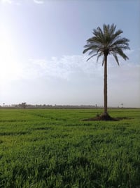 ٣ دونم • طريق كربلاء نجف • حسينية جامع سكنية