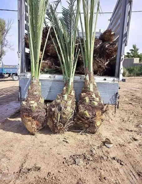 السلام عليكم 
يوجد لدينا فسيل 
برحي 
بريم 
مكتوم 
وشرسي مندلي 
عنوان ديالى شهربان 
***********
