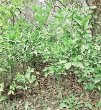 اشجار حمضيات • كربلاء الحسينية • برتقال