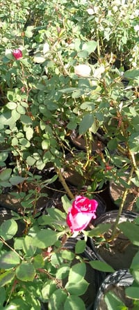 ورد سلطاني • شتلة • توصيل كركوك