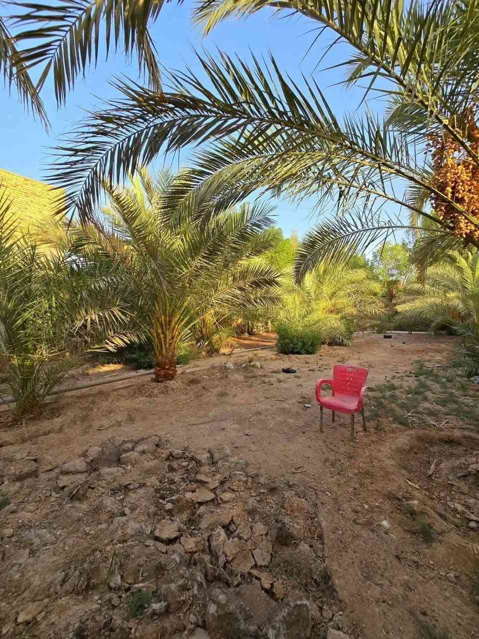 🌴 بستان الأحلام للبيع - فرصة استثمارية وسكنية مميزة 🌴
للراغبين بالراحة والهدوء والخدمات المتكاملة، عرض خاص ومميز:
📏 المساحة: 1350 متر طابو زراعي سند 25.قرار محكمه 
🏠 المرافق: دار بتصميم تركي   مريح.
🎋 الجمال التراثي: تحتوي على مضيف قصب فاخر وبستان عامر بـ النخيل.
🔴 الخدمات: مسيجة بالكامل، واصل (ماء، كهرباء وطنية، مولد) بالإضافة إلى بئر ماء ارتوازي.
📄 السند: طابو زراعي (سند 25). قرار محكمه
📍 الموقع: عنوان مميز (شارع المطار القديم - قرب حسينية أم البنين) قريبة جداً من الشارع العام.
💰 السعر: 155 مليون دينار (مع مجال بسيط ).

@إشارة


**إذا كنت صاحب هذا الإعلان وتريد حذفه لأي سبب، رجاءا أرسل رسالة إلى الدعم الفني**