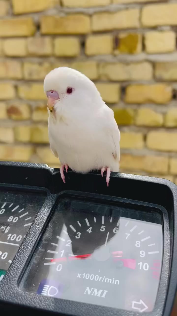 نامه شلامجه للبيع دراج بعده بحالت وكاله 🧿
***********شراي يتصل
