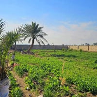 كربلاء الجذار • دونم • واجهة ٦٥م