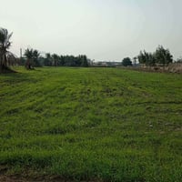 كوفه البراكيه • طابو زراعي • مزروعه حنطه