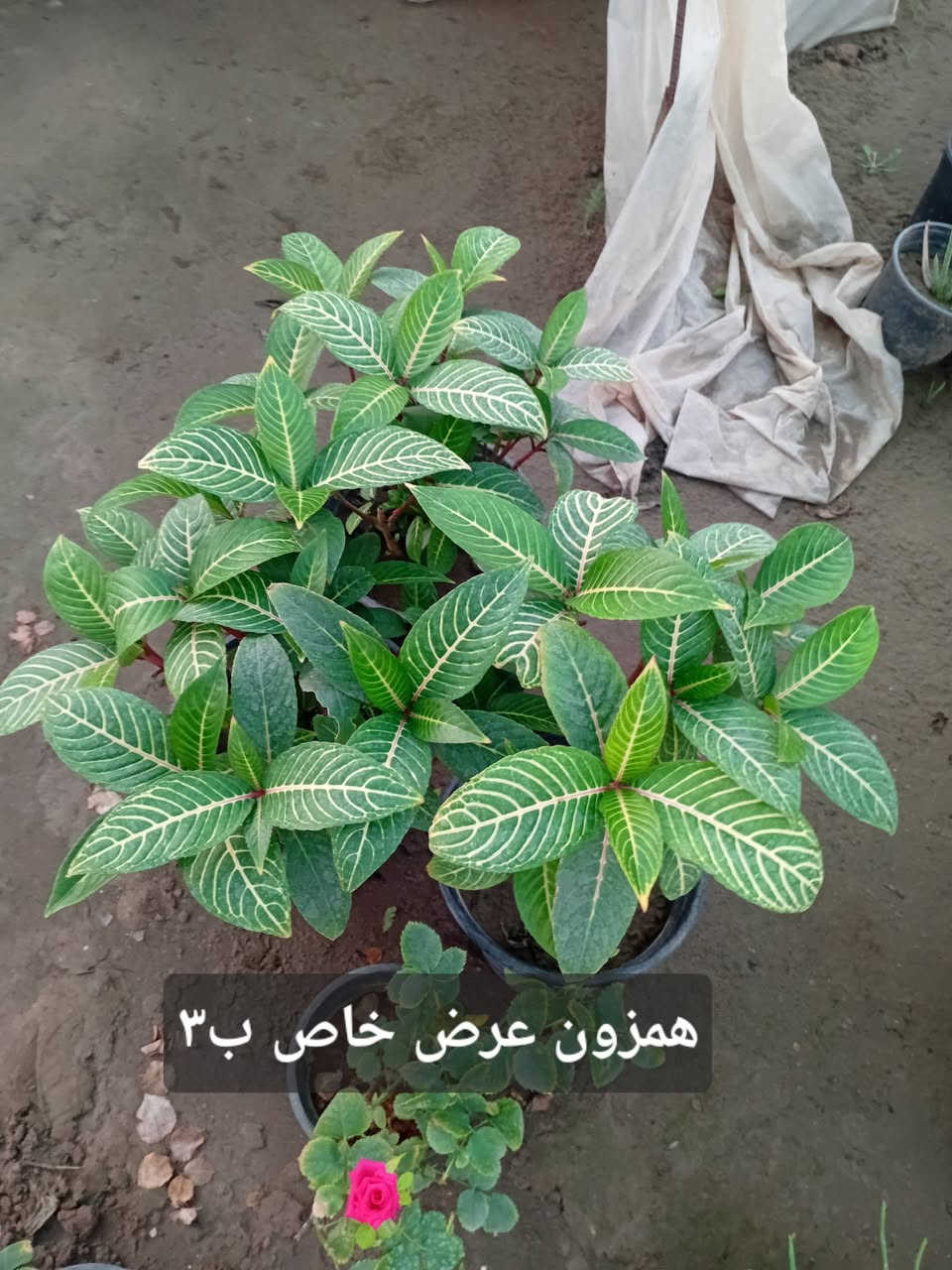 مشتل جنى على شارع العام مقابل جامعه الكوت ويوجد لدينا خدمة توصيل


**إذا كنت صاحب هذا الإعلان وتريد حذفه لأي سبب، رجاءا أرسل رسالة إلى الدعم الفني**