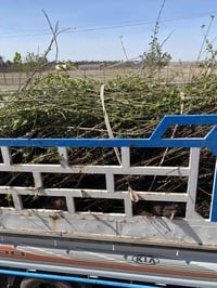 مشتل زيد • تفاح الابراهيمي • التكي الاحمر