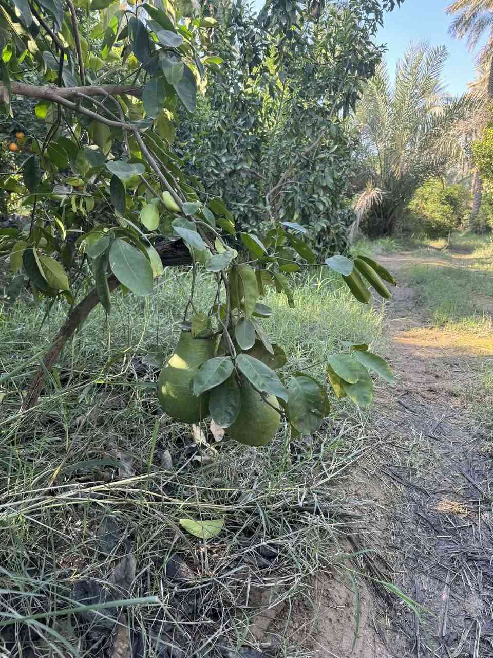 اخوان سبع دوانم للبيع
معاها نص دونم عل شط بي بيت مباشرتن عل سدة في منطقه الراشديه

طابو ملك صرف *********** الاستفسار عل هذة الرقم
