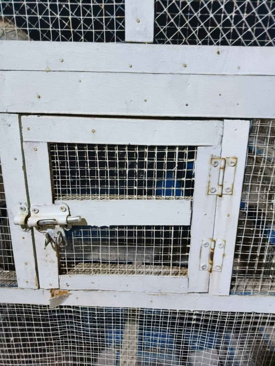 سلام عليكم جميعا هذه القفص معروض للبيع                                                                            اني مكلف بل النشر صاحب القفص هذه رقمه *********** كربلاء المقدسه
