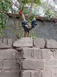 ديك ورد • باكلا • شيخ حمد