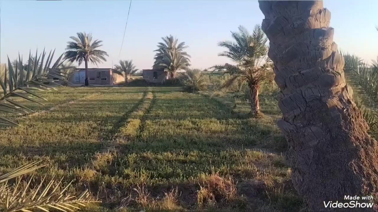 السلام عليكم دونمين ونص مع حقل دواجن مجاز رسمي  للبيع طابو زراعي سند 25 كربلاء طوريج الخيرات أرض مخدومة وحلوة واجهة ٤٠ متر بيها أكثر من ٦٠ نخلة حمال مع مشتمل صغير كهرباء طوارئ وماء سقى واسالة تبعد عن الشارع العام ٨٠٠ متر السعر المطلوب ١٦٠ مع المجال للاستفسار الاتصال على الرقم *********** او ***********
