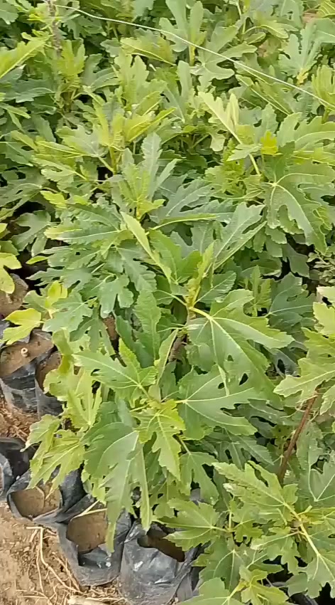 🌿📢 إعلان مميز من مشتل الشاهين الزراعي 📢🌿

متوفر الآن لدينا شتلات التين بأصناف مميزة ومجربة في أجواء العراق 👇

🍃 تين براون التركي
✔️ ثمار كبيرة وطعم حلو مميز
✔️ إنتاج غزير وتحمل ممتاز للحرارة
✔️ مناسب للزراعة المنزلية والمشاريع التجارية

🍃 تين عبيد السعودي
✔️ من أفضل الأصناف تحمّلًا للحر والجفاف
✔️ ثمار ذات جودة عالية وطعم لذيذ
✔️ إنتاج ثابت وقوي

💰 الأسعار تبدأ من:
5,000 دينار عراقي ولغاية 10,000 دينار حسب حجم الشتلة والعمر

🔥 خصم خاص ومميز لأصحاب المشاتل والمشاريع الزراعية 🔥

📍 متوفر في فرعينا:
الدورة — مقابل علوة الرشيد قرب شركة دجلة للمشروبات الغازية
أبو غريب — خلف بانزين خانة جوهرة العدنان

📞 للحجز والاستفسار:
***********
***********

🌱 شتلاتنا مختارة بعناية ومجربة ميدانياً لضمان أفضل إنتاج 🌱
🌿 أسرع واحجز قبل نفاد الكمية 🌿
