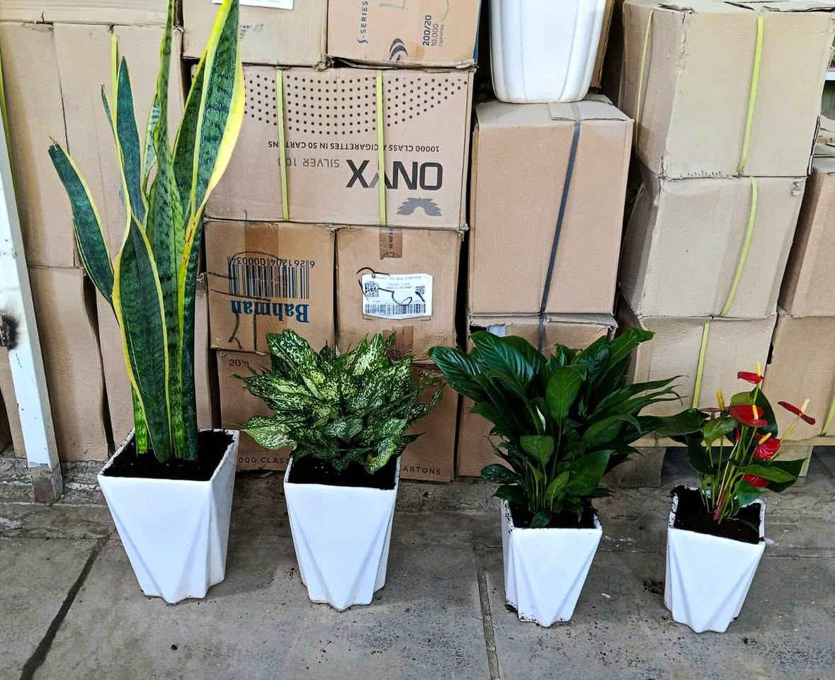 بسم الله...
 اولاً:اليوم مسويلكم عرض تخفيضات على كل  النباتات الظلية 🤩

ثانياً:سوينالكم مسابقة تجننن والجائزة للفائز الاول نبات من اختياركم والفائز الثاني نبات جلد النمر قياس الكبير 🤩
منشور المسابقة 👇

https://www.facebook.com/share/1C1bHhAyNw/

(وفرنالكم نباتات ظلية منزلية تتحمل اجواء الشتاء 🌱)
(كافة مستلزمات النباتات/بيتموس هولندي /سماد بأنواعه/برلايت/احجار الليكا(كرات الطين)/ محفز للجذور/محفز للتزهير/ مبيدات فطرية وحشرية....وغيرها) 

العنوان//بغداد سبع ابكار 🌱
التوصيل//لكل المحافظات العراقية 🌱 
للحجز //مراسلة الصفحة او واتساب ***********🌱
#العراق #نباتات_ظلية #نباتاتي #ازرع_ولاتقطع #بغداد #اكسبلور  #سنة2026
 #سنة_جديدة #اكسبلور_فولو❤️
#اكسبلور #ترند
