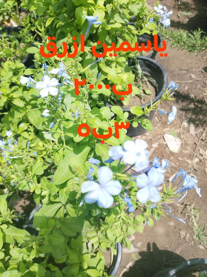 للطلب*********** واتساب
التوصيل داخل بغداد فقط
