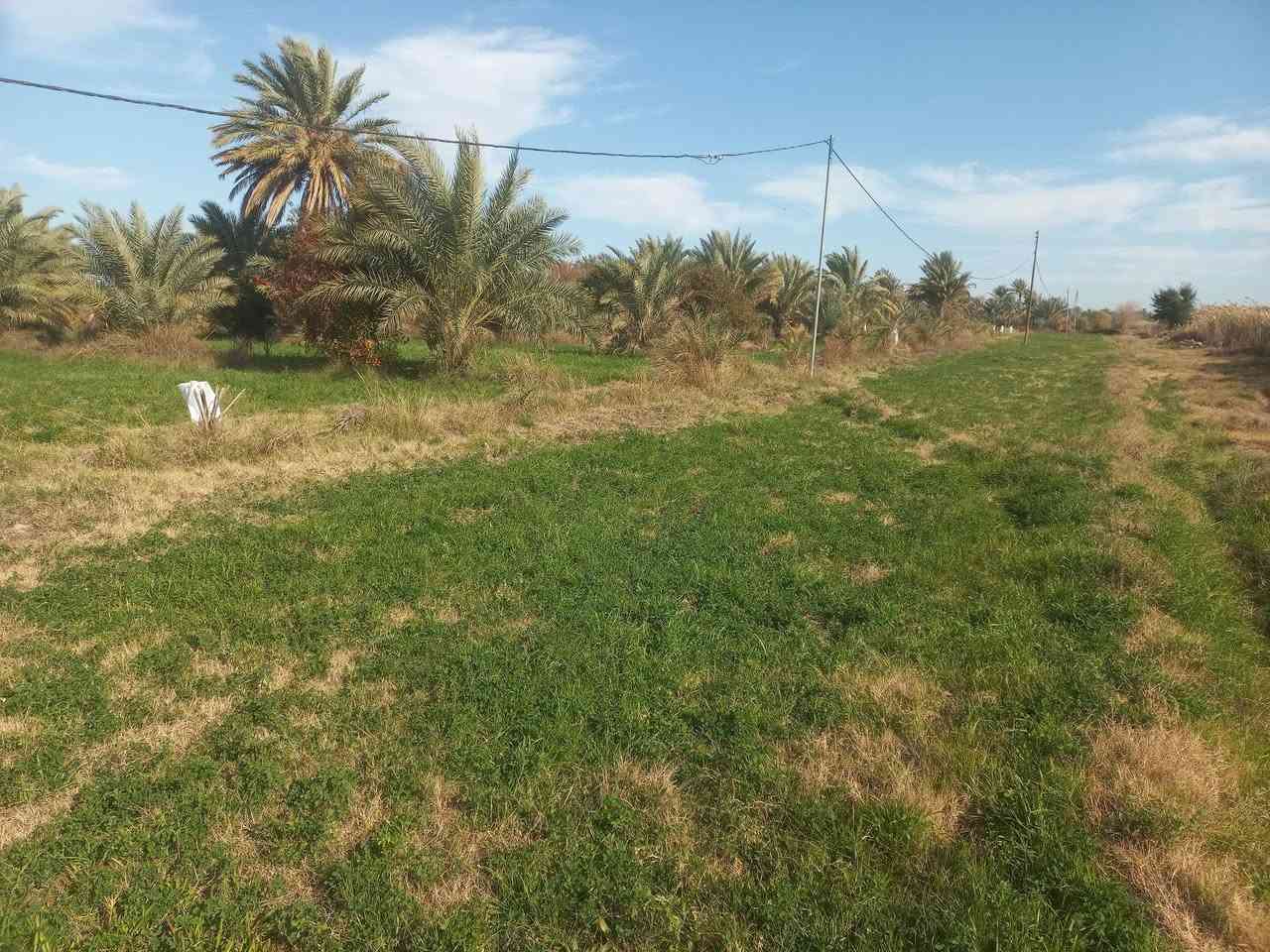 مزرعه عله شط ديوانيه النسيج فرع الصكور محتاجين فلاح يكعد بيها    بيها بيت حالين مزروعه جت  + 200 نخله  شكر حلاوي  خضراوي زهدي ماي دلال  التواصل  ***********
