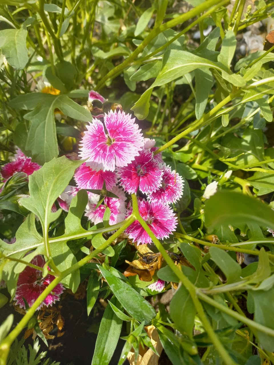 اللهم صل وسلم على نبينا محمد وعلى آله وصحبه أجمعين دار للبيع حله ابي غرق حي السلام م٢٢٠ طابو صرف جيران ذهب خط مولده خط انترنت وطني المعامله واصله للعتراف النهائي ت***********
