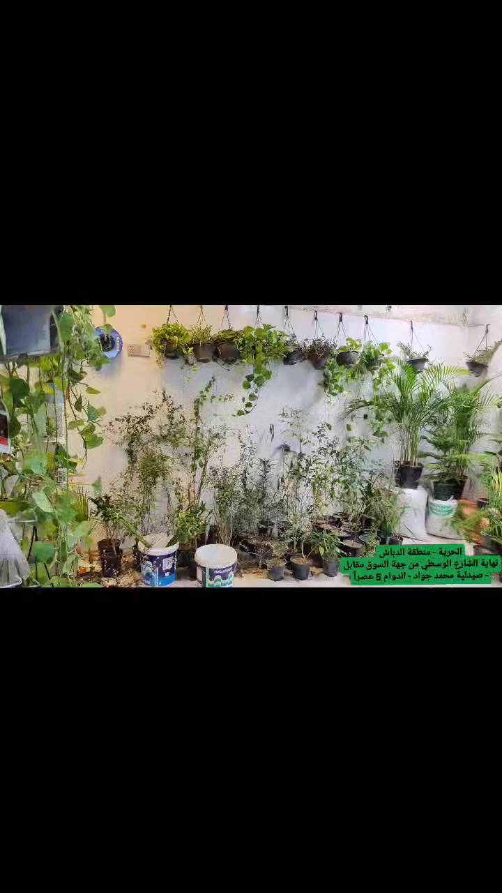 ليش بيوتنا مو مريحة مثل بيوت قبل ؟
لان بدون نباتات 🌿

🌱 النبتة تخلي البيت أحلى وأهدأ
وجود نبات داخل البيت يعطي راحة نفسية ويخلي المكان يبين أرتب وأجمل ✨
حتى نبتة صغيرة ممكن تغيّر جو الغرفة بالكامل.
إذا تحب بيتك يكون مريح ومنعش… اختار نبتتك اليوم 🌿
متوفر أنواع جميلة وسهلة العناية 🌼

📞 راسلنا واحجز نبتتك على وتساب ***********
🚗 او تعال اختار بنفسك

📍بغداد - الكرخ - الحرية - منطقة دباش - نهاية الشارع الوسطي من جهة السوق - مقابل صيدلية محمد جواد
⏰ الدوام 5 عصراً
