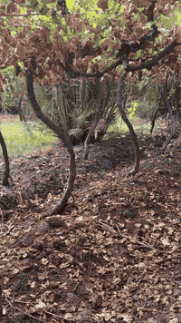 وبركاته إلى الإخوة المزارعين وأصحاب المشاتل ومحبي العنب 🌿  نعلن عن توف...