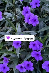 🌺 بيتونيا الصحراء 🌺 نبات مزهر جميل يتحمل حرارة الصيف والشمس المباشرة ☀...