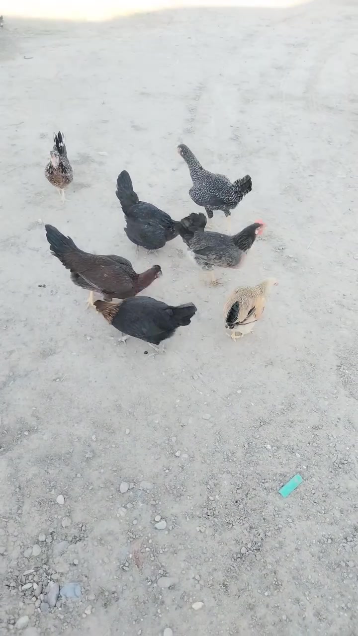 الحلال للبيع كلمن وسعره
1. الكويتيه خط اول عرف افرك وراهه فرخ كويتي

2. نقش الباكله خط اول عرف افرك مكعكله كاركه

3. افراخ عمر 40 يوم نقش الباكله

4. الباقيات ع وجه مبياض واكو اول مبياض الهن بس حاليا ماجاي يبيضن

*********** بي واتساب الشراي يدلل
