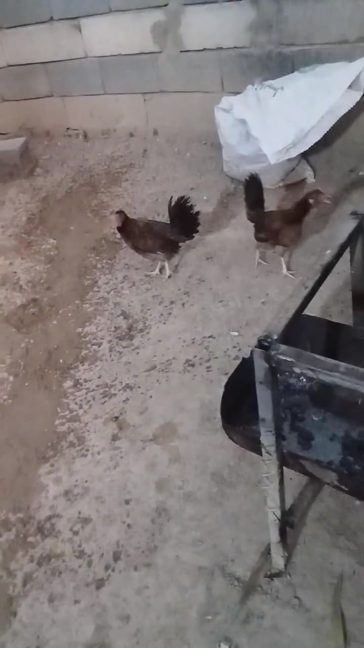 متاح دجاج للبيع بل البصره المطيحه مناوي لجم سعر الوحده 25 المو شراي لايراسل رقم الهاتف *********** متوفر وتساب والشراي راسل وتساب المو شراي لايراسل رجاءا
