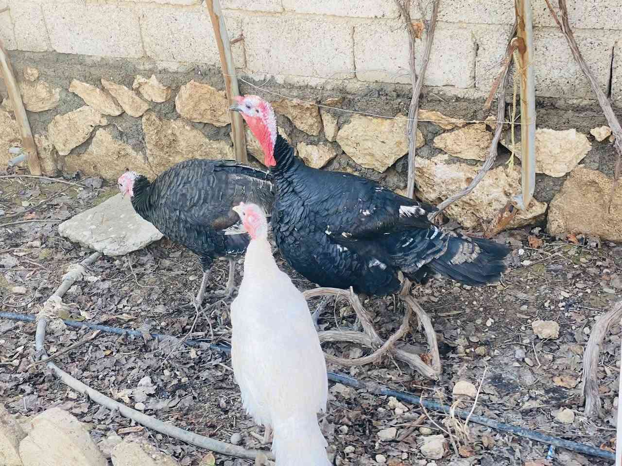 متاح ديجين بصره رقم واحد وبصرويه 
دين وحجز ماعندي
***********
قرب مفرق اللزاكه والسرت
