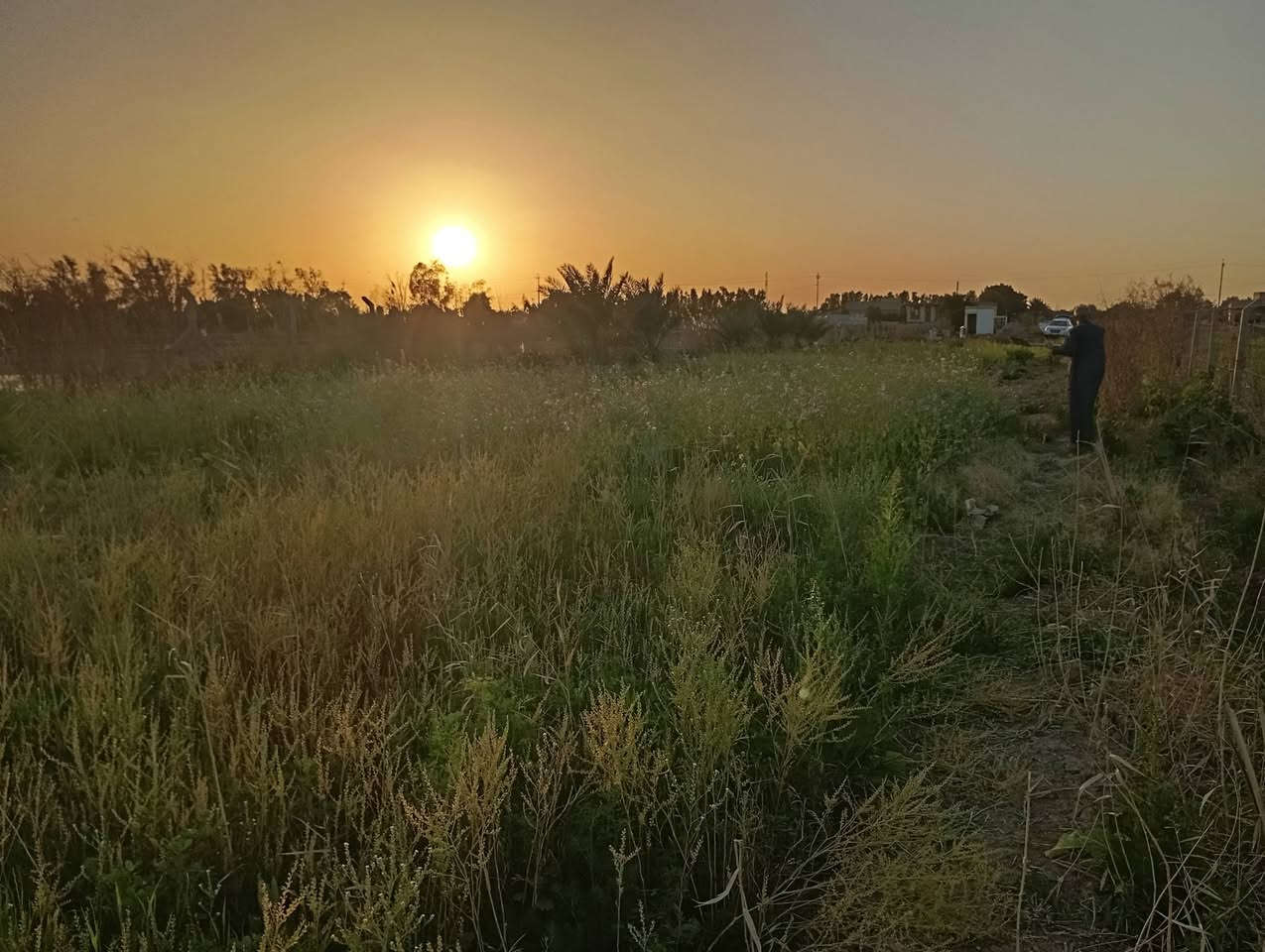 السلام عليكم دونم ونصف طريق الحمزة عالشط المبطن كهرباء ومسيج وبي أشجار النخيل وتين رمان عنب ارض صالحة الزراعة *********** واتساب اتصال للاستفسار
