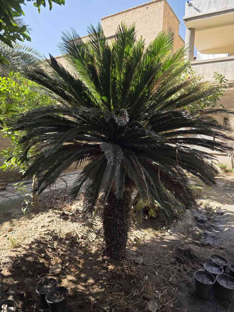 سايكس عراقي عملاق ارتفاعه مترين ونصف
سايكس عمره ٥٠ سنة عراقي وارتفاعة مترين ونص للبيع والان هو موسم النقل .... الاتصال على الرقم *********** مع وجود واتساب .
