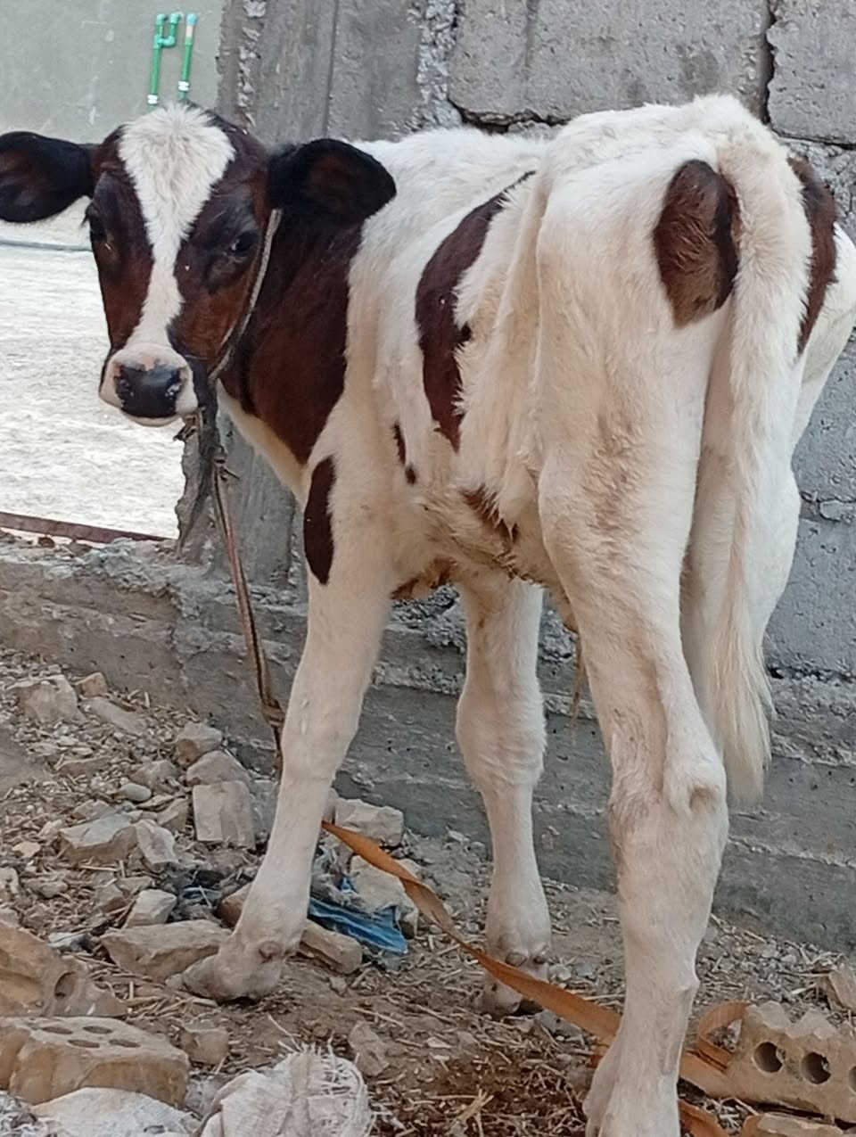 بسم الله الرحمن الرحيم
ربنا آتنا من لدنك رحمة وهيء لنا من امرنا رشدا 

صدق الله العلي العظيم 

بجر اول بطن هوشتاين الماني جمه اصل خط اول وراهه فحل اجم حليب ودسامه وهداوه خير من الله متعهده بكافه شروط الجني بابل ناحيه الشوملي للاتصال *********** واتساب *********** يوجد توصيل لبعض المحافظات وحسب الاتفاق

ملاحظه البقره محلوبه ومصورة
