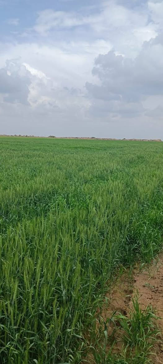 🌾📸 متابعة ميدانية لمزارع الحنطة في قضاء النعمانية
📞 للتواصل مع المزارع:
***********
ضمن الجولات الحقلية المستمرة، يواصل كادر مكتب الزيتون الزراعي متابعة مزارع الحنطة في قضاء النعمانية، للاطلاع على واقع المحصول وتشخيص الحالات الحقلية بشكل دقيق.
🔍 تضمنت الزيارة:
✔️ تقييم الحالة العامة للنبات
✔️ متابعة مراحل النمو وطرد السنابل
✔️ تشخيص الإصابات المرضية والحشرية
✔️ تقديم التوصيات الفنية المناسبة لكل حقل
✔️ وضع برامج تسميد ومكافحة حسب حاجة المحصول
🌱 هدفنا هو رفع كفاءة الإنتاج وتحقيق أفضل مردود للمزارعين من خلال الإرشاد العلمي والخبرة الميدانية.

📞 للاستفسار والمتابعة:
مكتب الزيتون الزراعي
بإدارة المهندس جمال السامرائي
