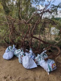 مشتل البدعه • شجرة عنب كبيرة