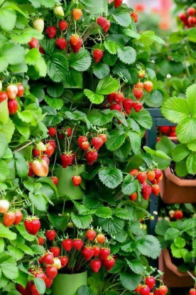 السلام عليكم
شتلات فراوله تنخيل 
لطلب والحجز واتساب *********** السماوه أو مراسلة الصفحه يوجد خدمة توصيل طلبات داخل السماوه ولكافة المحافظات لباب البيت أنواع البذور الاستوائية النادره
