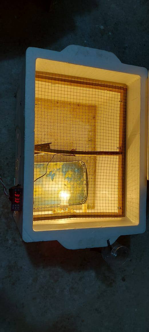 مقفز للبيع تفقيس شرط (***********)(***********)
