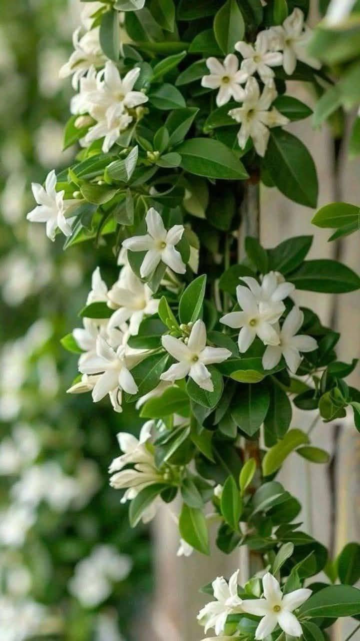 رازقي عراقي عطري فوواح 😍 ا

لون الزهره:ابيض 

#سعر     4   الف فقط 

شرح عن النبات...
من النباتات المحبه لاشعة الشمس 
و محبة للماء بكثره 
عطر زهرة النبات ذات رائحة عطرة جدا
 للاستفسار يرجى مراسلة الصفحة

#مشتل المصطفى 

عنوان / تقاطع سبعه نيسان


**إذا كنت صاحب هذا الإعلان وتريد حذفه لأي سبب، رجاءا أرسل رسالة إلى الدعم الفني**