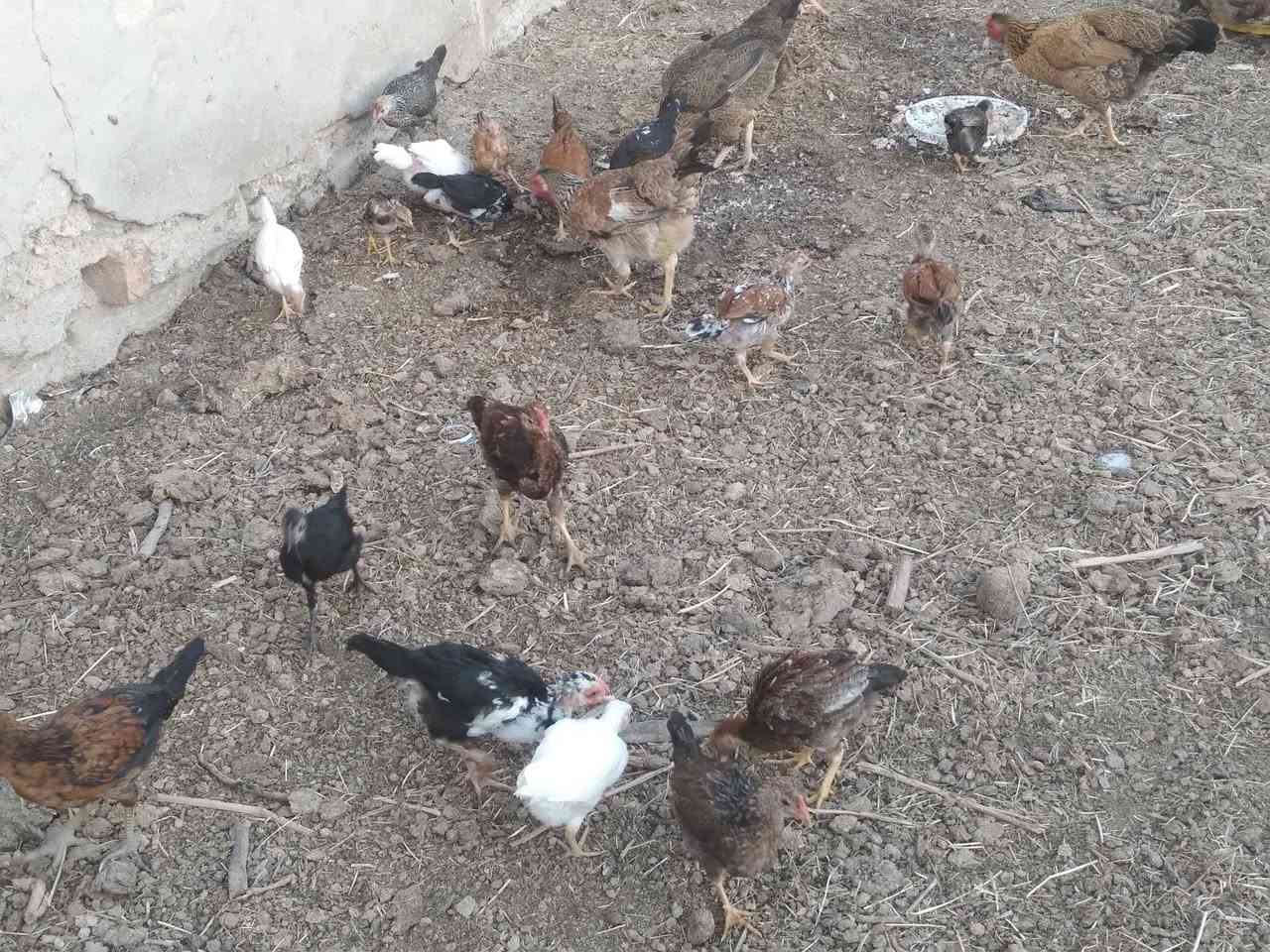 السلام عليكم طيور عرب للبيع ملقحات وكاملات العمر قسم 4اشهر وقسم 3اشهر


**إذا كنت صاحب هذا الإعلان وتريد حذفه لأي سبب، رجاءا أرسل رسالة إلى الدعم الفني**