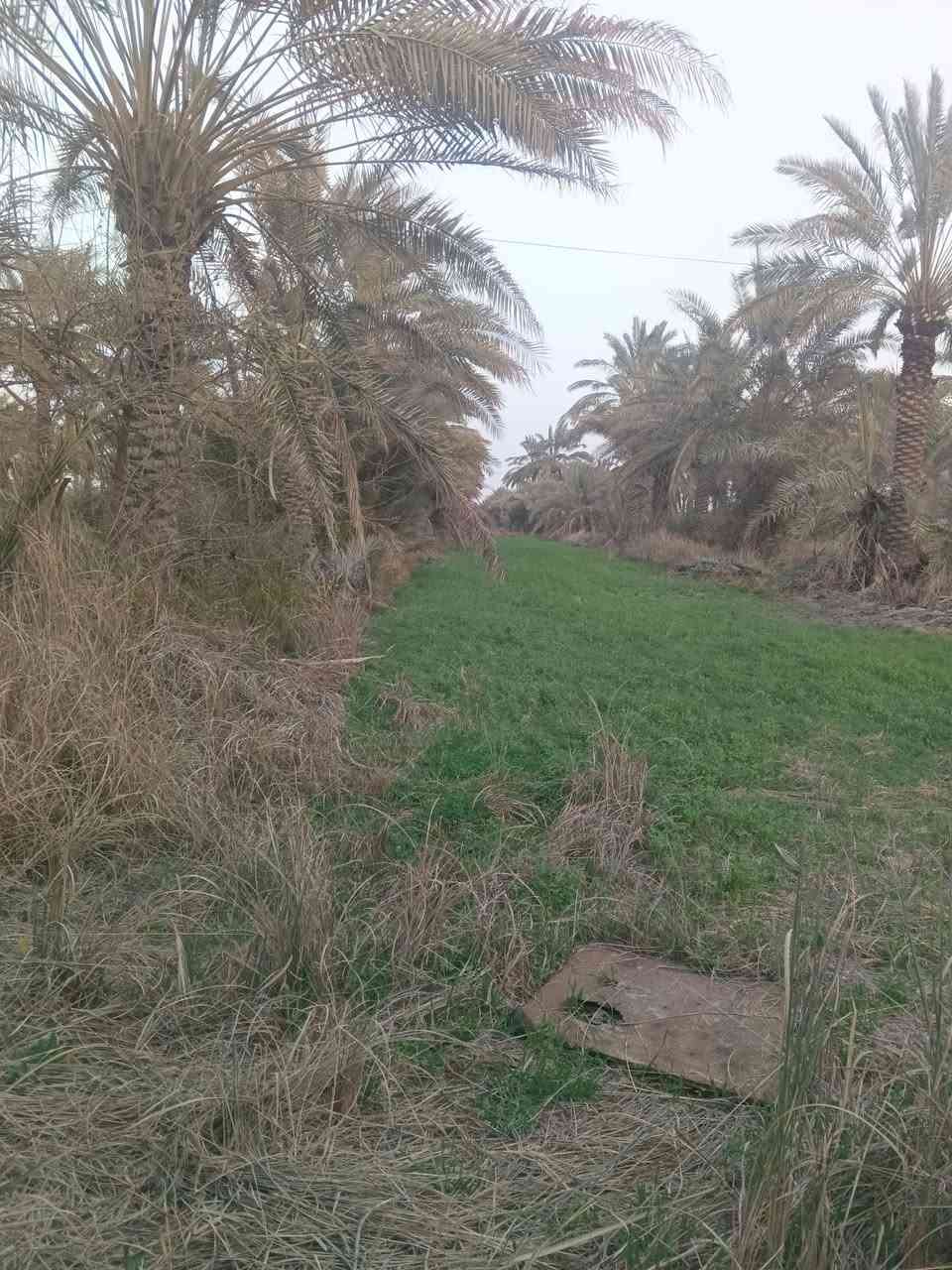 سلام عليكم بستان 27دونم طابو زراعي سند 25 علا طابو الكاضميه كلش حلوه احلا من الصور ماء 💧سأله +سقي كهرباء ماا تطفي تبعد عن بوابه  الكاضميه 25دقيقه الاتصال علا رقم ***********
