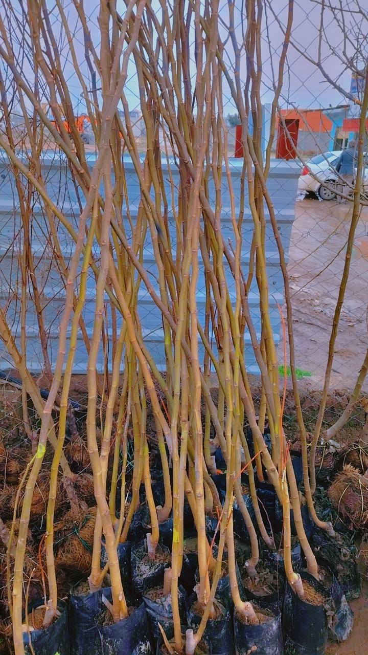 السلام عليكم 
وجبة جديده من الفواكه👇
عرموط ب 3000.
مشمش ب 3000
خوخ ب 3000
تفاح. اصفر خشن ب 3000
تفاح ابراهيمي ب 3000
ألو دموي سوري ب 3000
تين عقرة ارتفاع متر ب 2000
تكي عراقي اسود ب 3000
كالبتس ارتفاع مترين ونص ب 3000
دفله ب 2000
سبحبح ب 3000
ياس. ب 2000

عنب حلواني ارتفاع 3 امتار واكثر ب 12 
انكدنيا راتفاع مترين ب 10
برتقال ابو الصرة. ارتفاع مترين ب 8000
يوسفي فرنسي ارتفاع متر و80 ب 8000
نومي ارتفاع مترين ونص ب 8000
كالبتس ارتفاع مترين ونص ب 3000
برتقال صيني قزمي ب 8000
ربتقال صيني ارتفاع. مترين ونص ب 15000
تين اسباني. ارتفاع مترين ونص ب 7000
تين اسود عقرة  ارتفاع مترين ب 7000
مشمش عقرة ب 6000
خوخ عقرة ب 6000
عرموط جبلي ب 6000
تفاح ارتفاع اكثر. من مترين ونص ب 6000
شب الليل ارتفاع متر ونص ب 5000
برتقال ارتفاع متر ونص ب 5000
نومي ارتفاع متر ونص ب 5000
يوسفي ارتفاع متر ونص ب 5000
ثويا ب 3000


**إذا كنت صاحب هذا الإعلان وتريد حذفه لأي سبب، رجاءا أرسل رسالة إلى الدعم الفني**